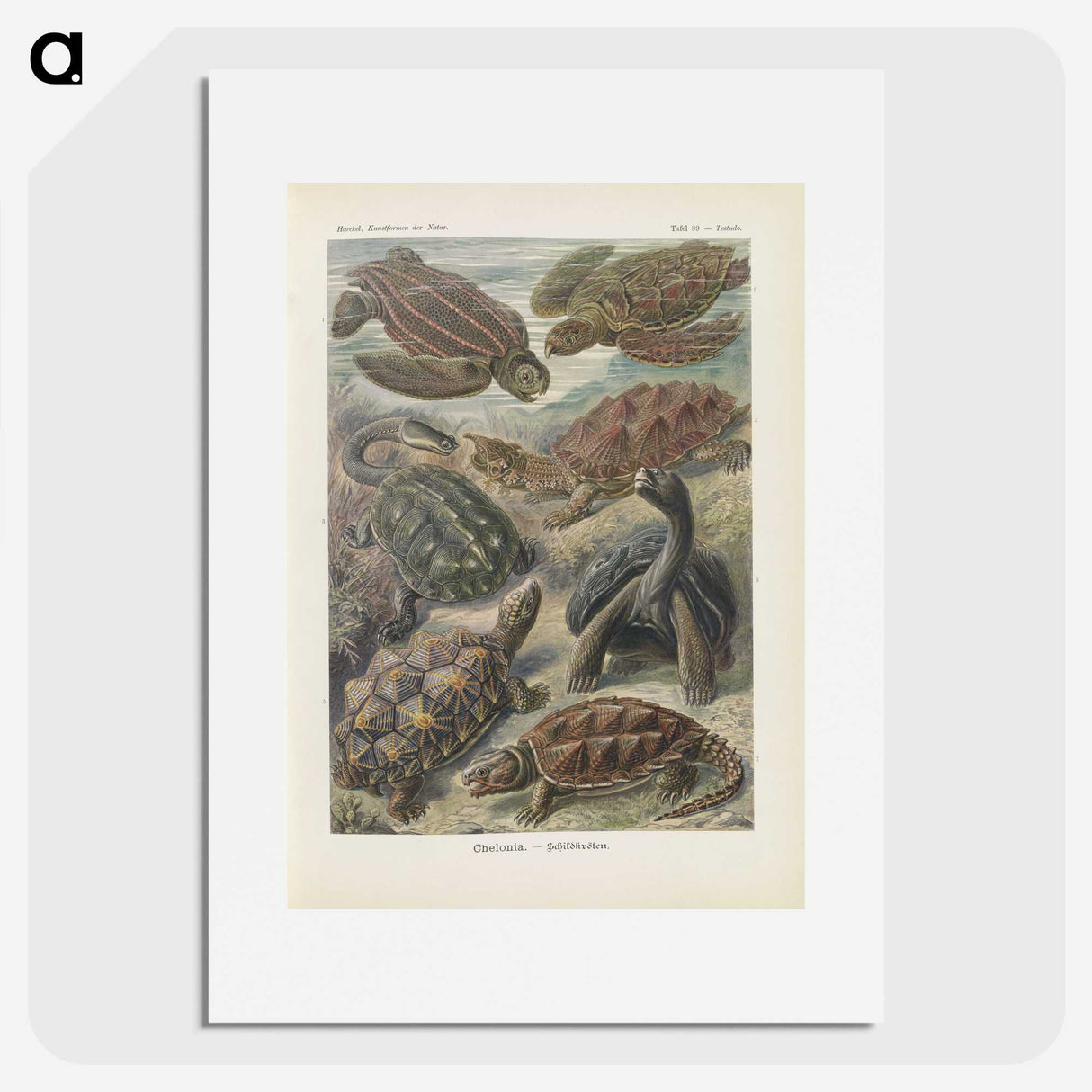 2-93_Ernst-Haeckel_picture