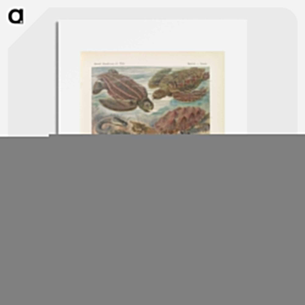 Turtles illustration from Kunstformen der Natur - エルンスト ヘッケル Poster.