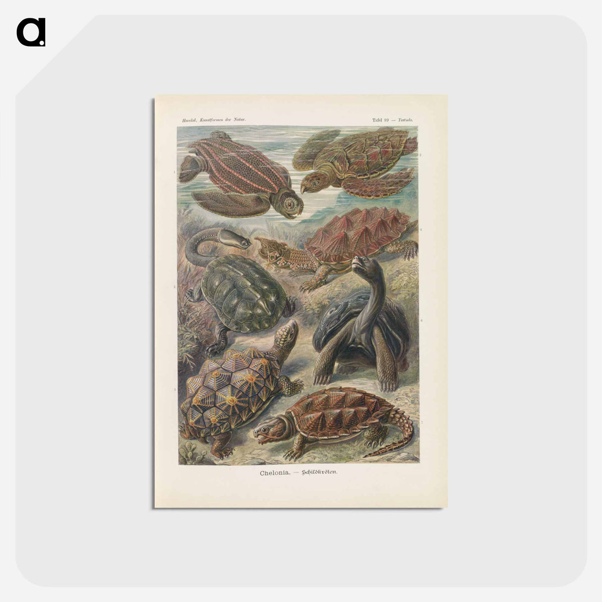 アートポストカード-Turtles illustration from Kunstformen der Natur - エルンスト ヘッケル Postcard.