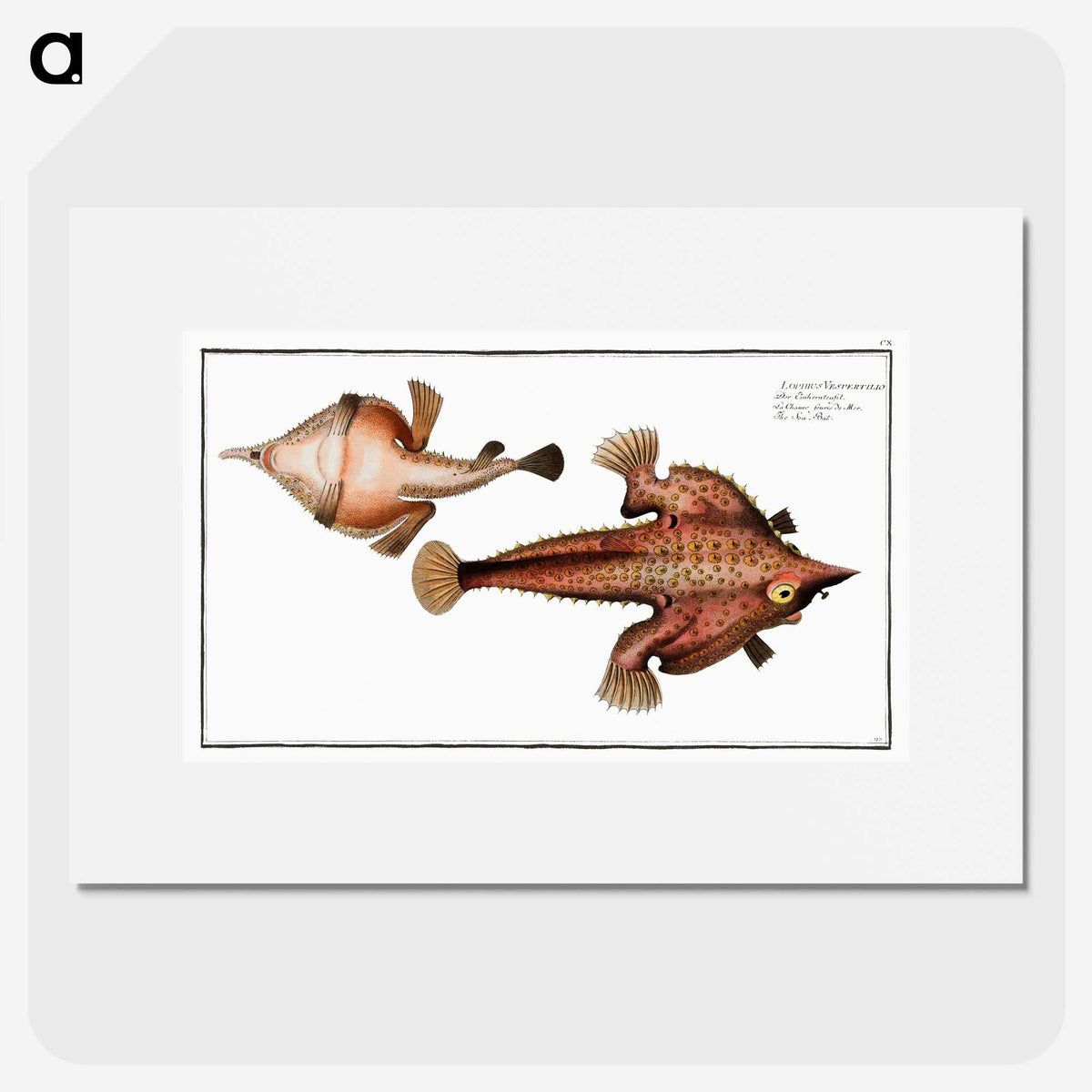 2-93_Ichtyologie-ou-Histoire-naturelle_picture