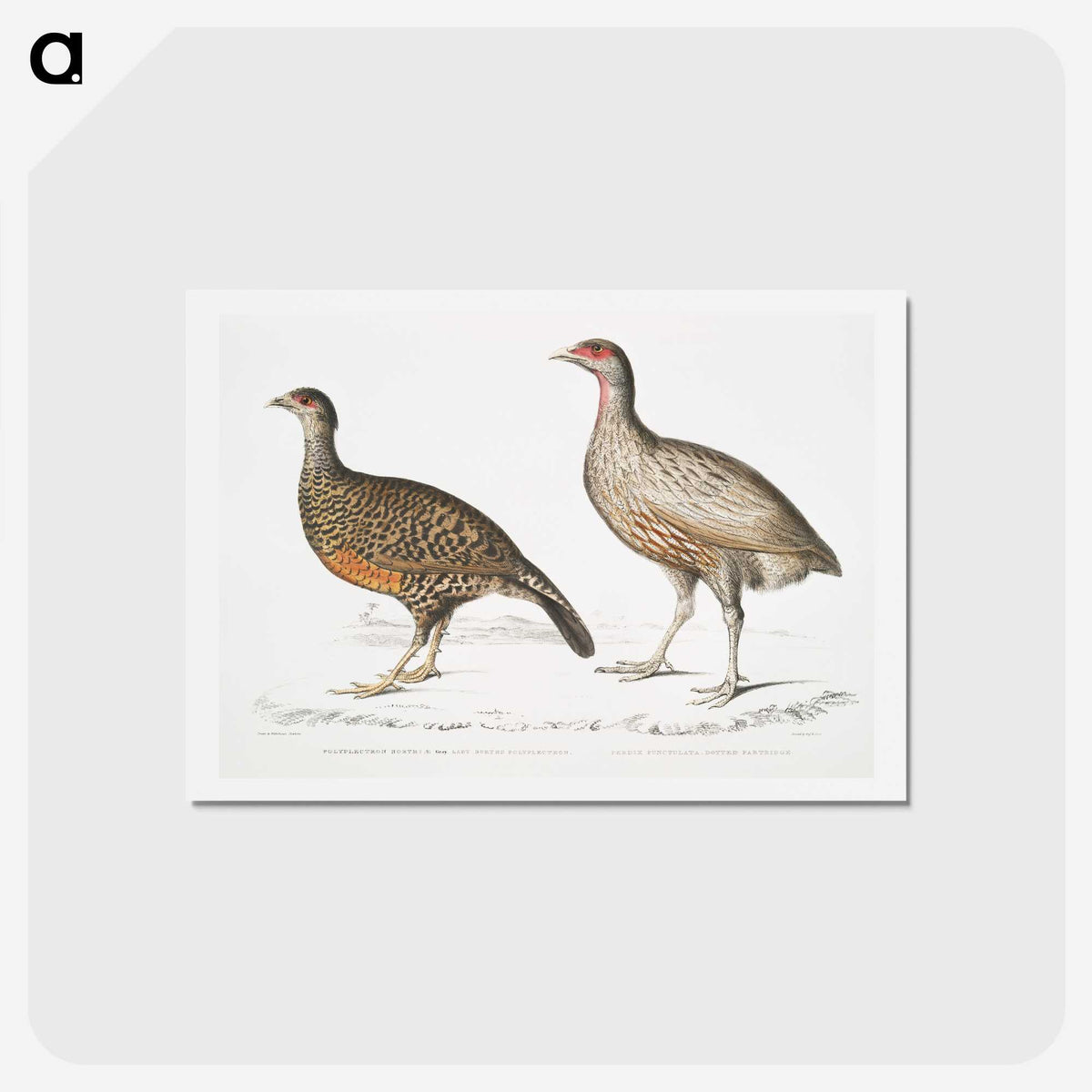 2-93_Indian-Zoology_hagaki
