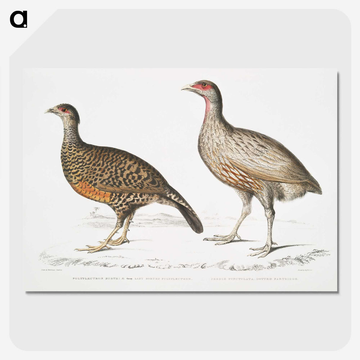 2-93_Indian-Zoology_picture-crop
