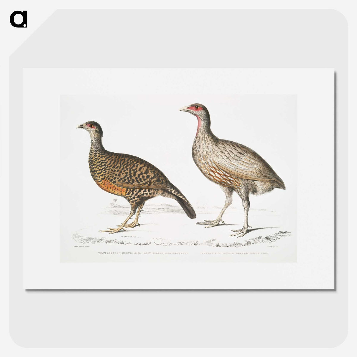 2-93_Indian-Zoology_picture
