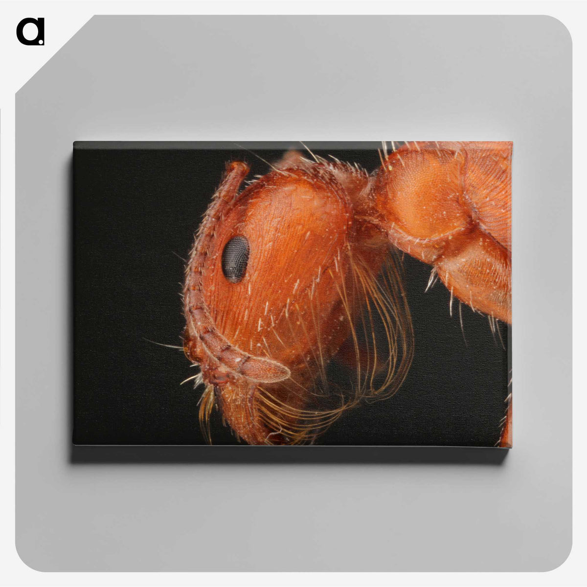 2-93_Insects-Unlocked-Project_canvas