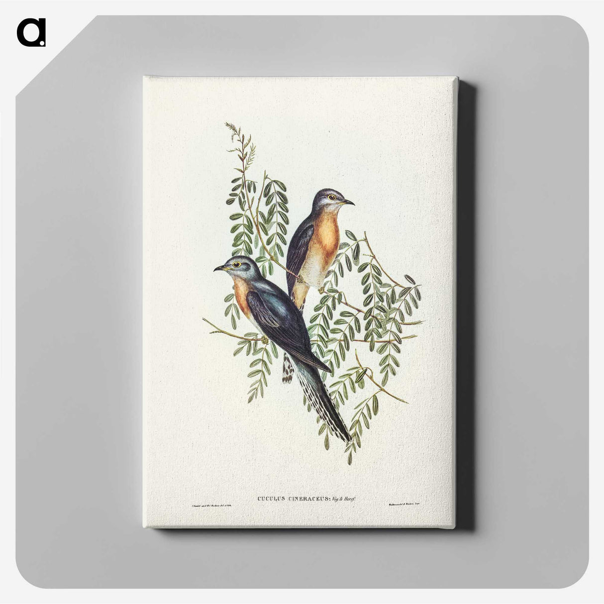 2-93_John-Gould_canvas