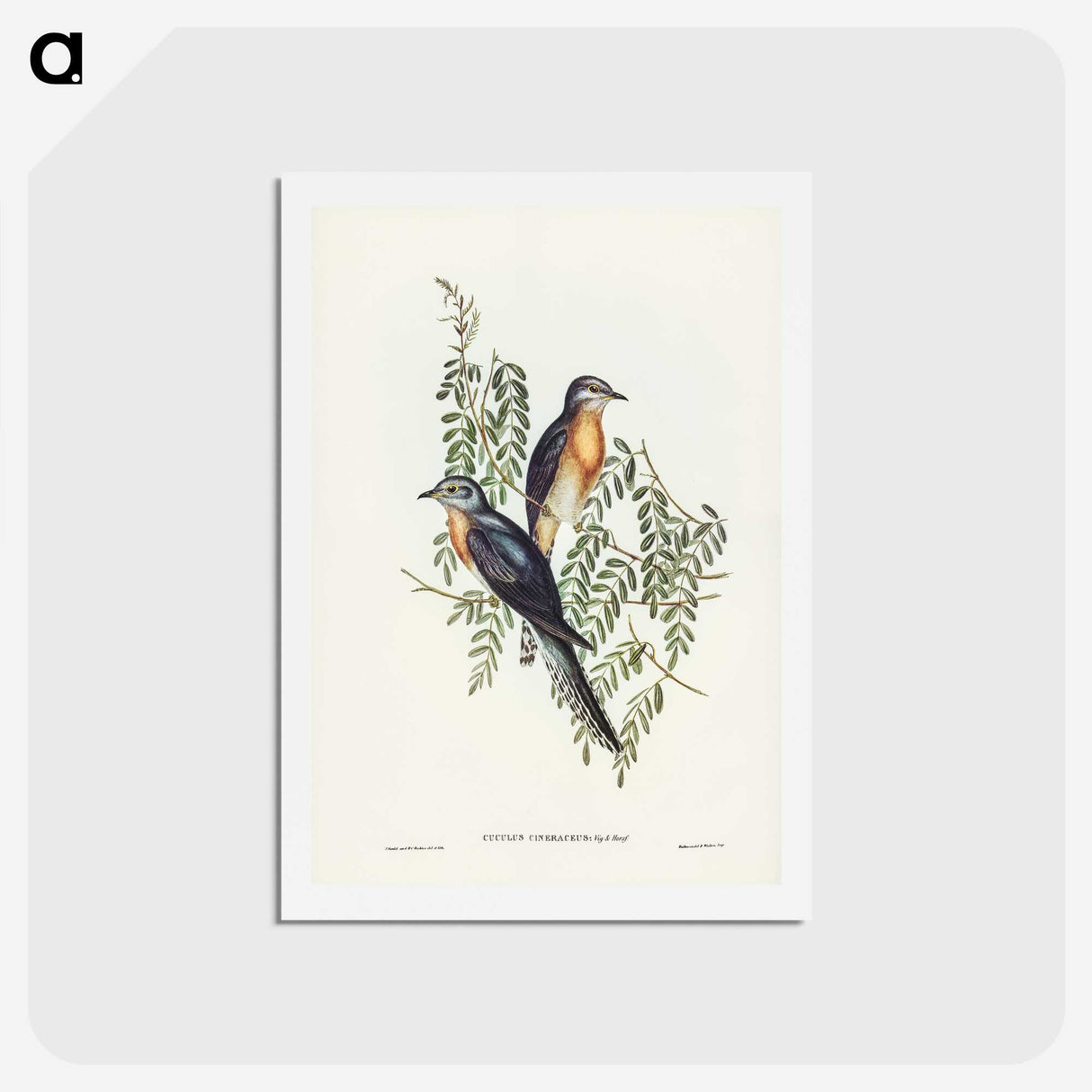2-93_John-Gould_hagaki