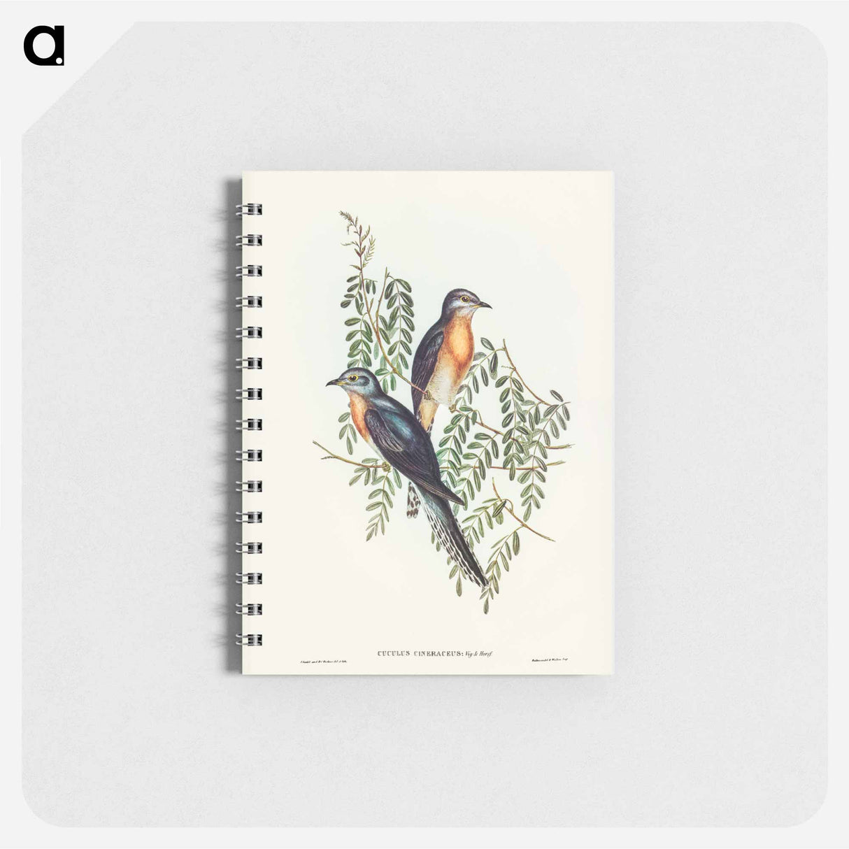 アートメモ帳-Ash-coloured Cuckoo
- ジョン グールド Memo.