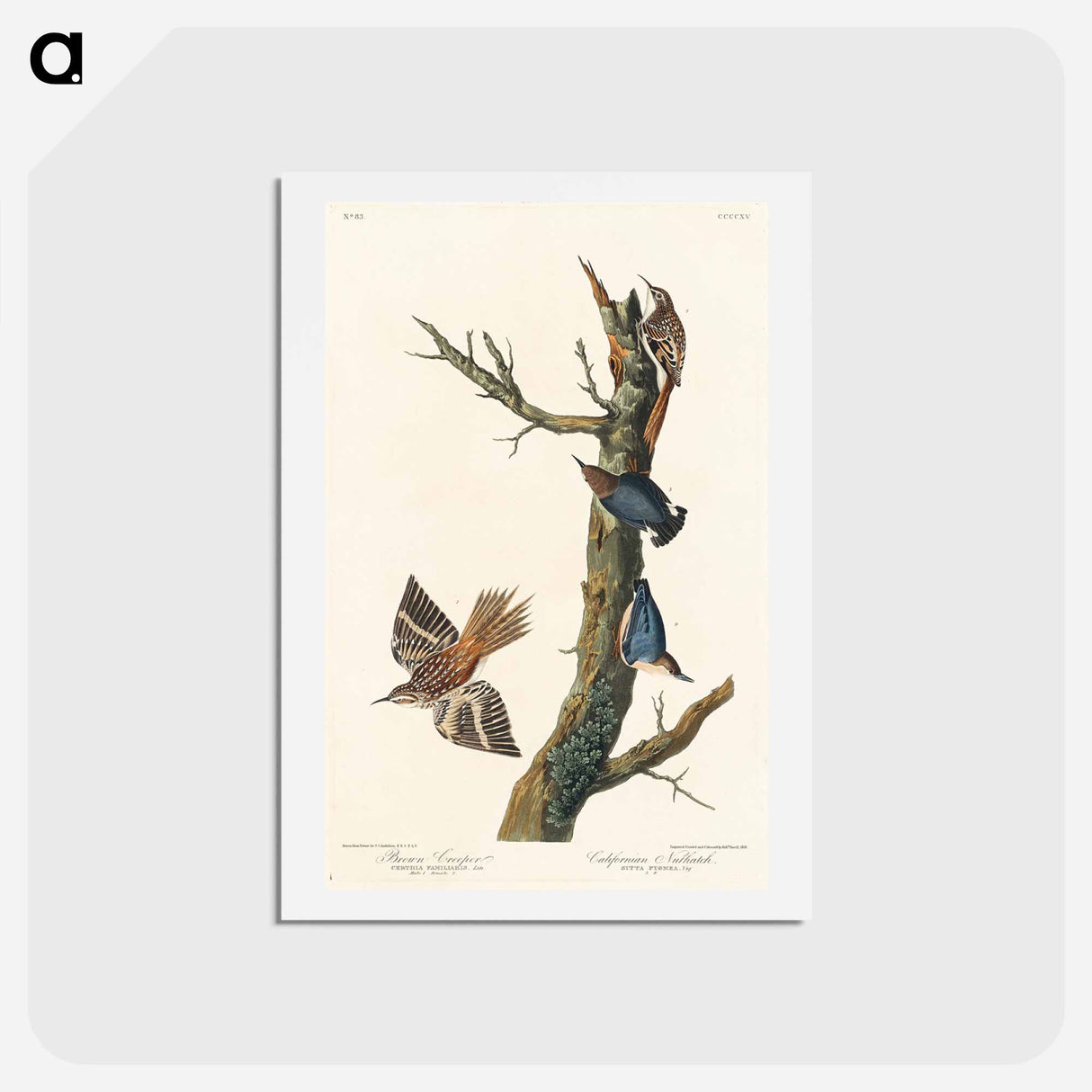 アートポストカード-Brown Creeper and Californian Nuthatch
- ジョン ジェームス オーデュボン Postcard.