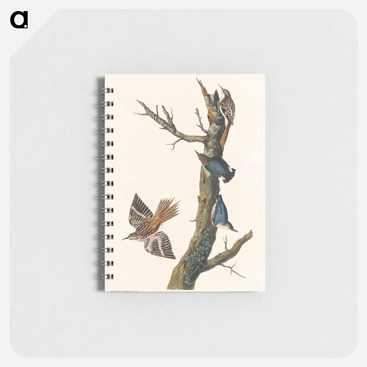 アートメモ帳-Brown Creeper and Californian Nuthatch
- ジョン ジェームス オーデュボン Memo.