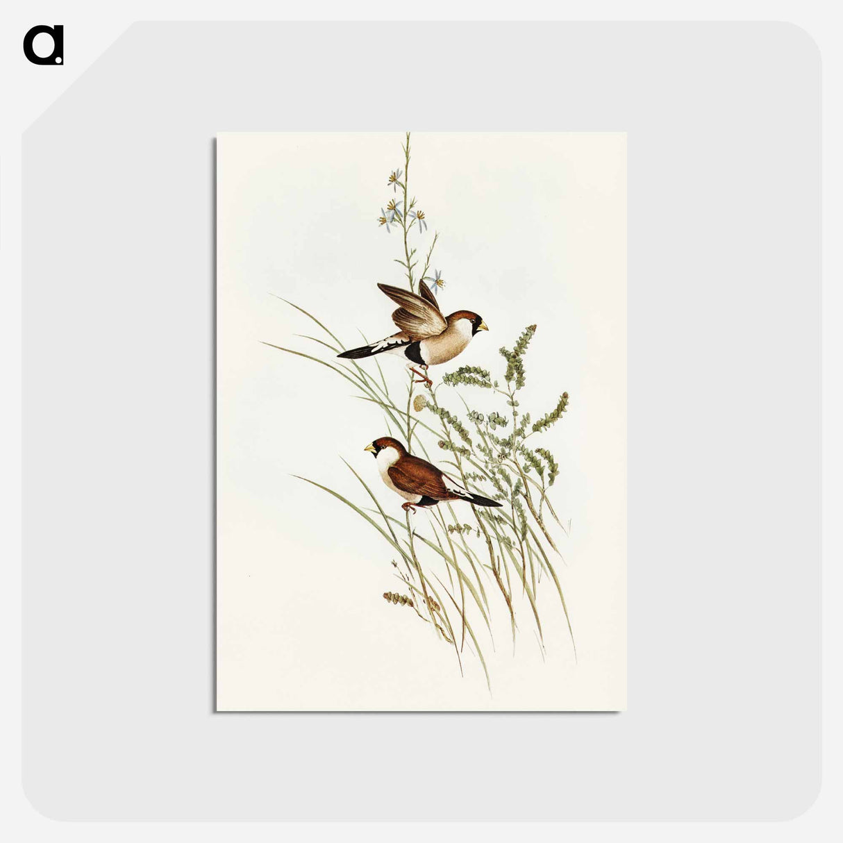 アートポストカード-White-eared Grass Finch
- オーストラリアの鳥 Postcard.