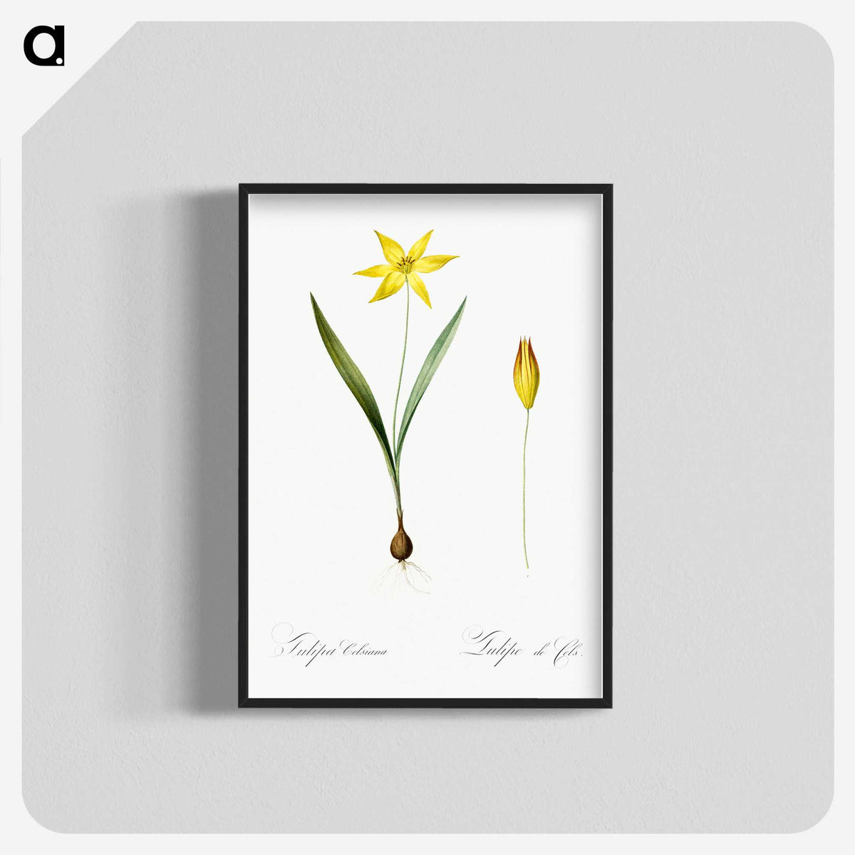 2-93_The-Lilies_blk-crop