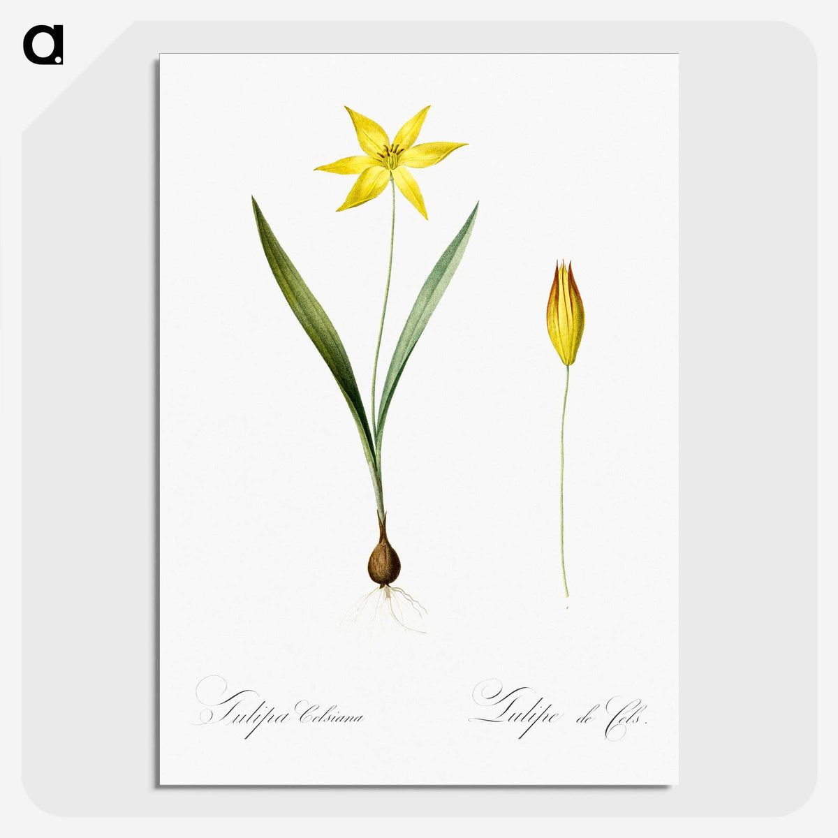 2-93_The-Lilies_picture-crop