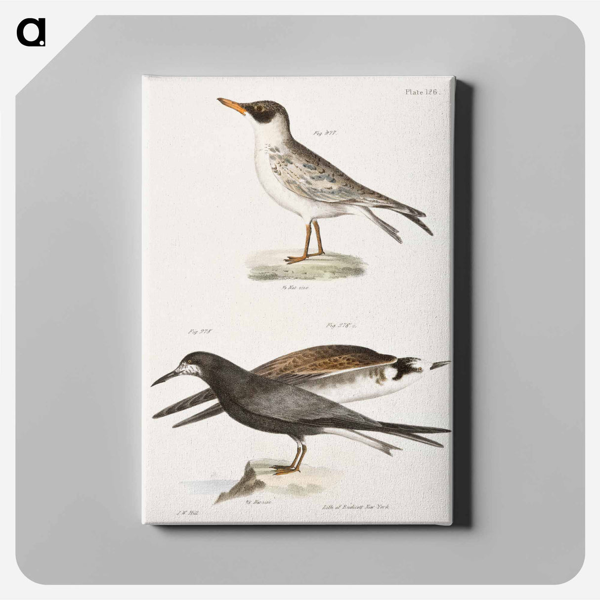Cayenne Tern (Sterna cayana) 278. Black Tern (Sterna nigra) illustration from Zoology of New York by James Ellsworth De Kay - ニューヨークの動物学 Canvas.