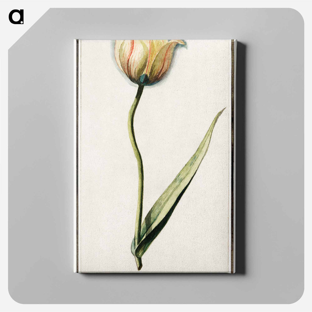 Tulip - アンセルムス ボエティウス デ ブート Canvas.