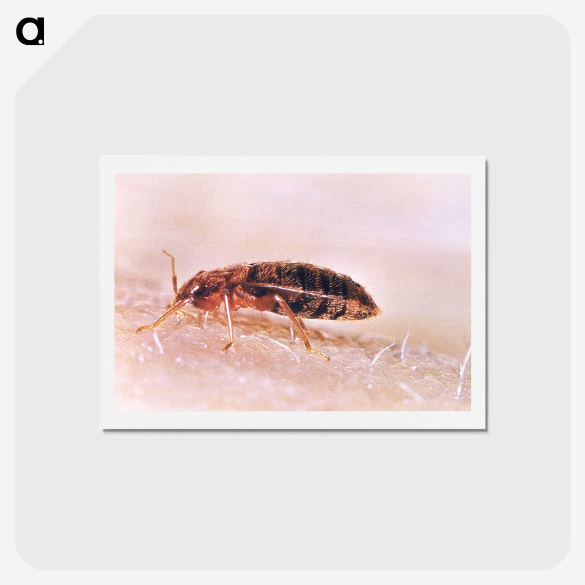 2-94_COVID-19_hagaki