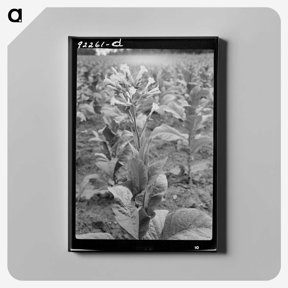 2-94_Dorothea-Lange_canvas