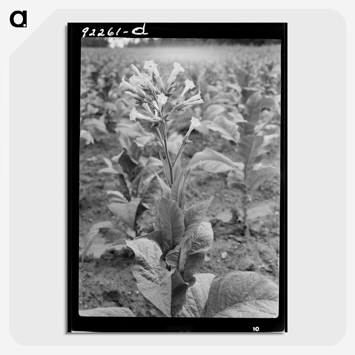 2-94_Dorothea-Lange_picture-crop