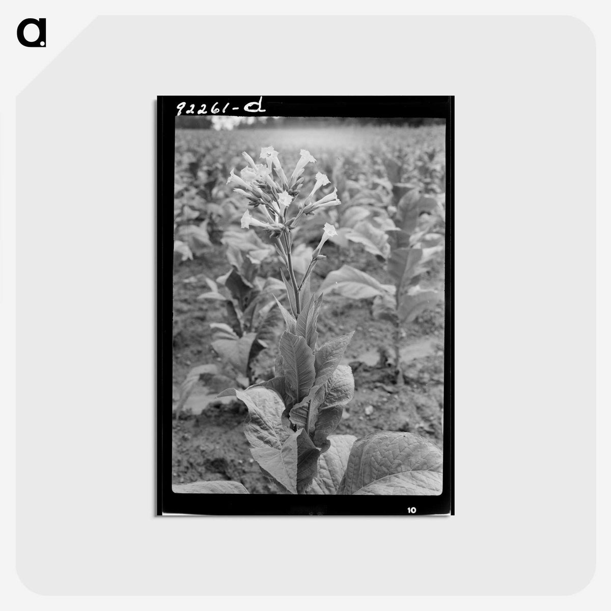 2-94_Dorothea-Lange_postcard