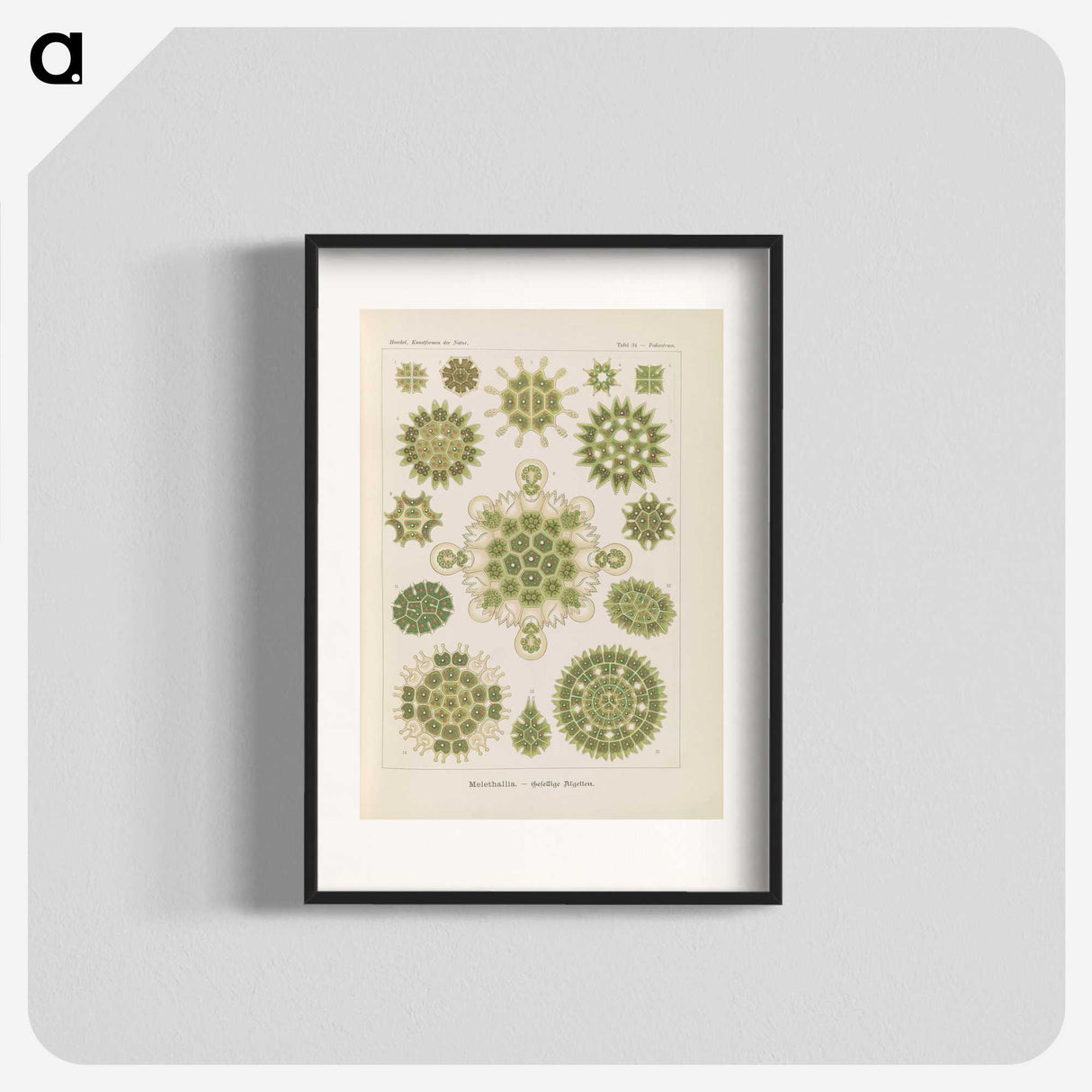 2-94_Ernst-Haeckel_blk