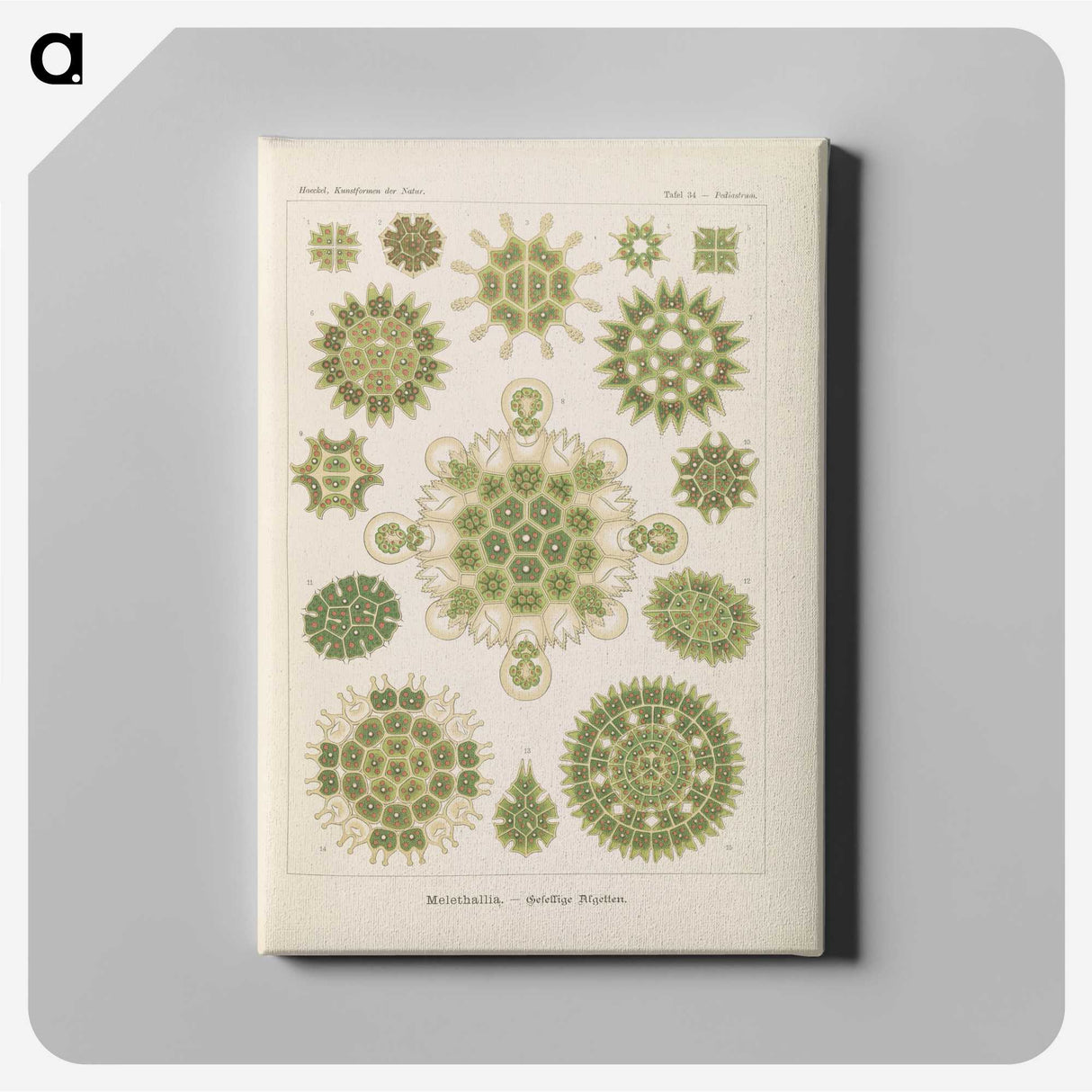 2-94_Ernst-Haeckel_canvas