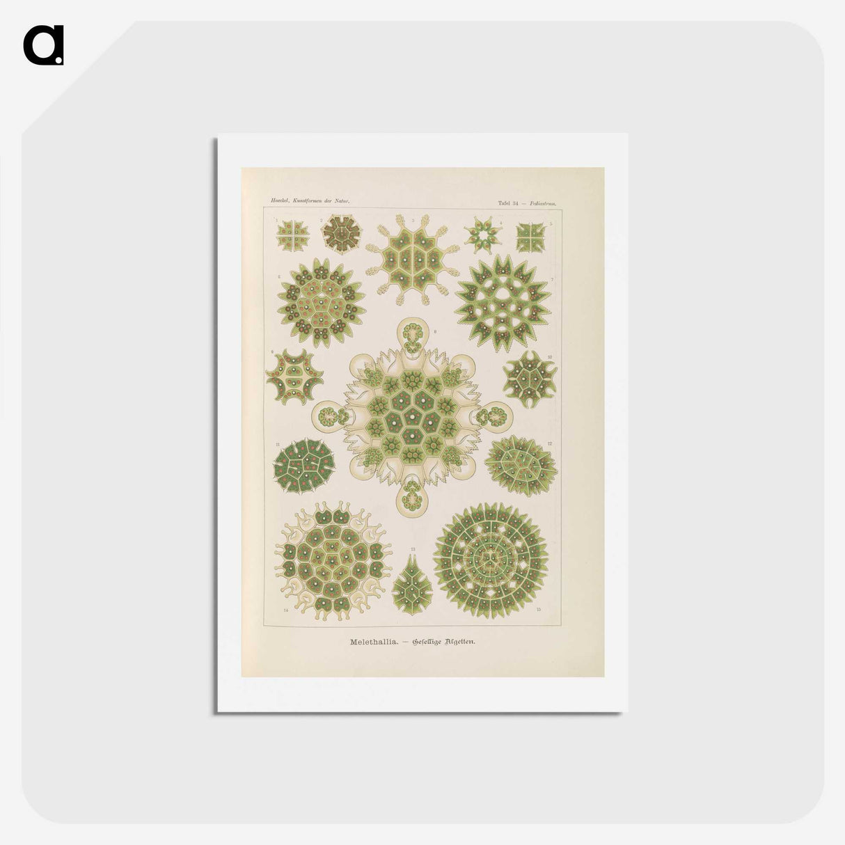 2-94_Ernst-Haeckel_hagaki