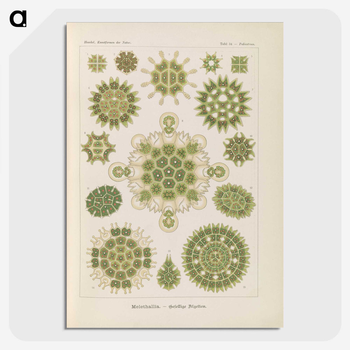 2-94_Ernst-Haeckel_picture-crop