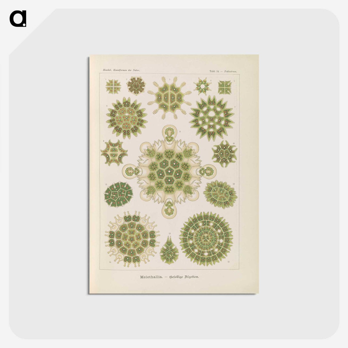 2-94_Ernst-Haeckel_postcard