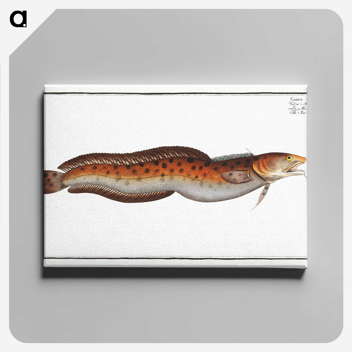 2-94_Ichtyologie-ou-Histoire-naturelle_canvas