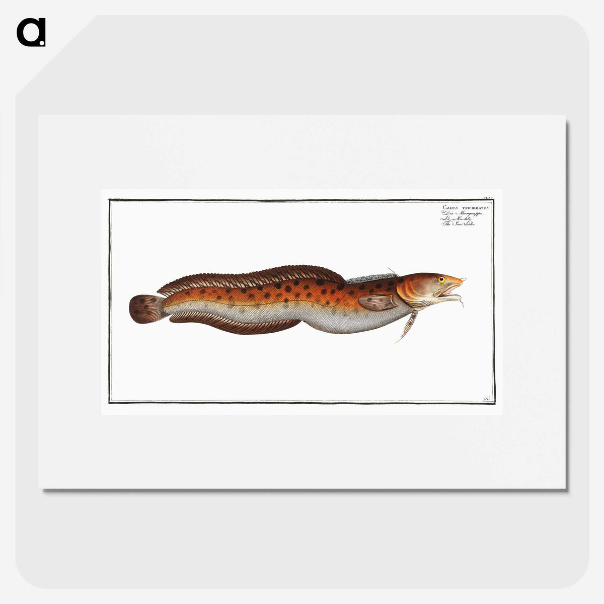 2-94_Ichtyologie-ou-Histoire-naturelle_picture