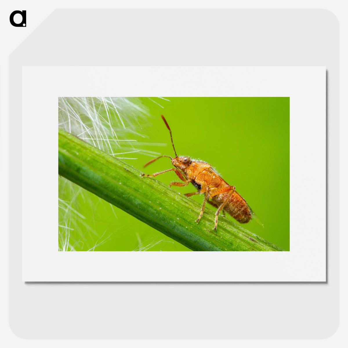 2-94_Insects-Unlocked-Project_picture