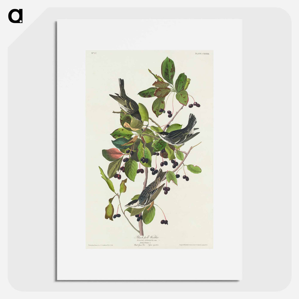 アートポスター-Black-poll Warbler
- ジョン ジェームス オーデュボン Poster.