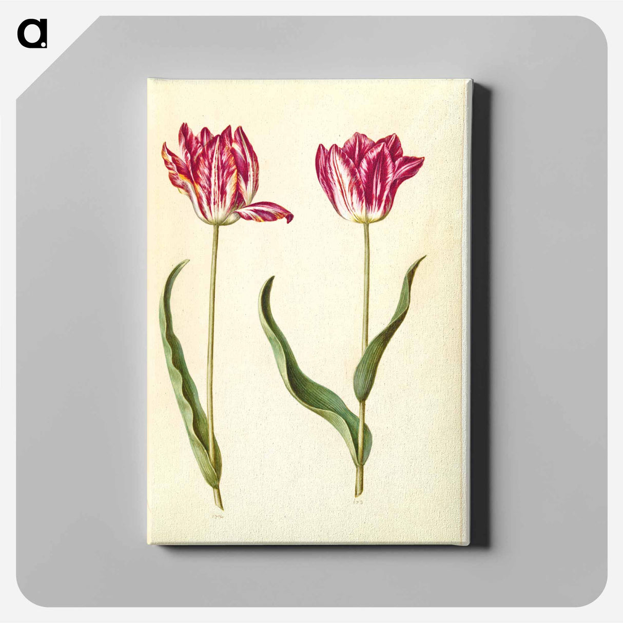 アートパネル-Tulipa gesneriana
- マリア ジビーラ メーリアン Canvas.