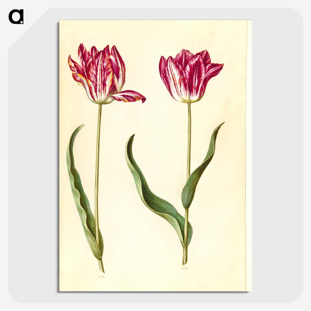 2-94_Maria-Sibylla-Merian_picture-crop