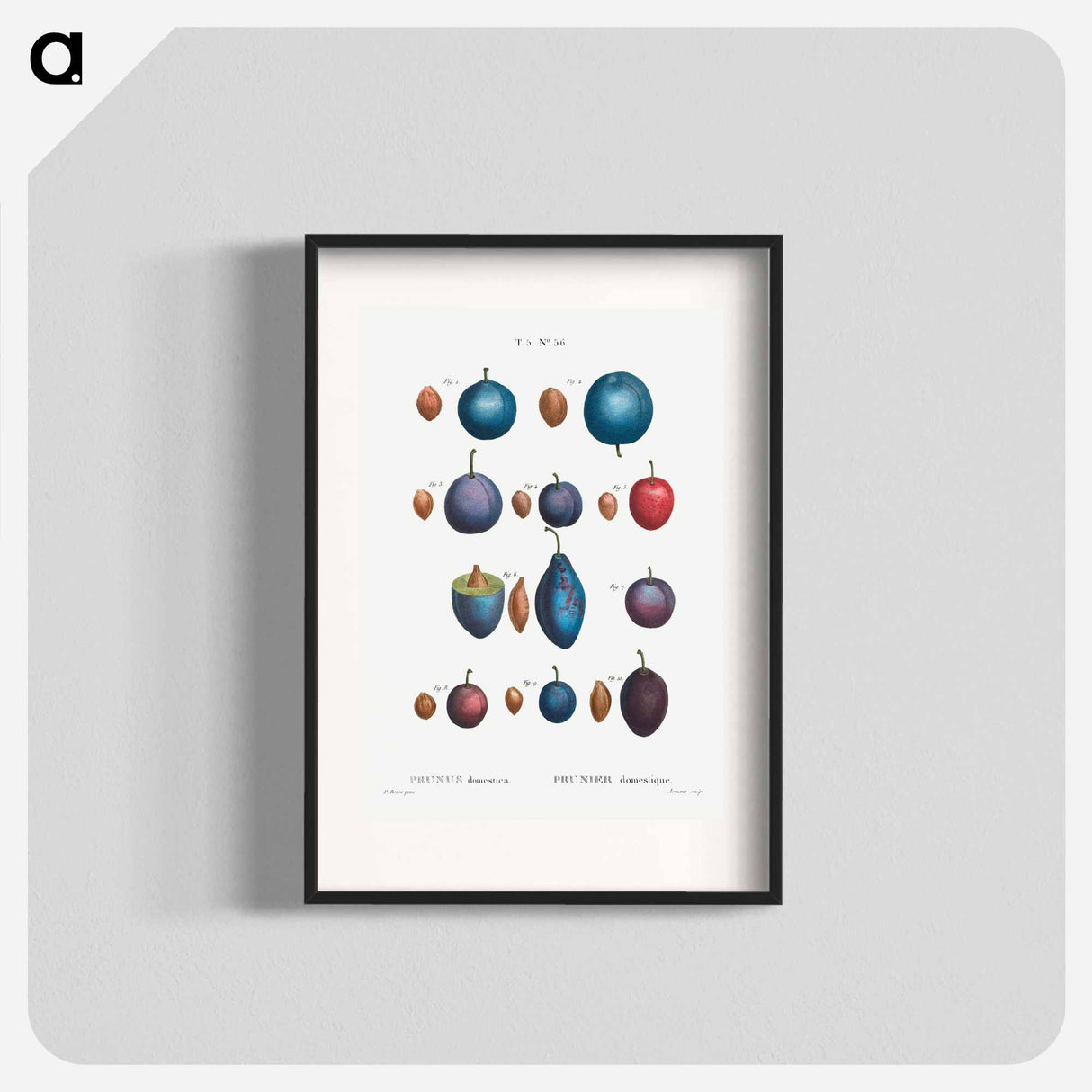 Common plums, Prunus domestafrom Traité des Arbres et Arbustes que l'on cultive en France en pleine terre - Pierre-Joseph Redouté Poster.