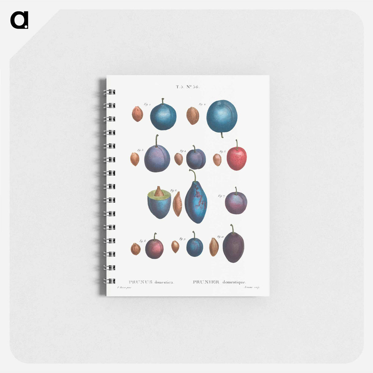 Common plums, Prunus domestafrom Traité des Arbres et Arbustes que l’on cultive en France en pleine terre - ピエール ジョゼフ ルドゥーテ Memo.