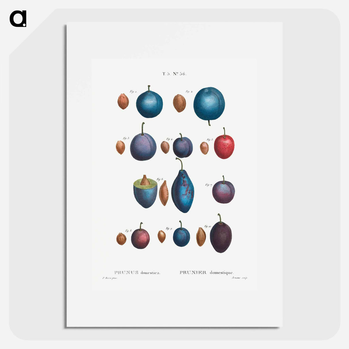 Common plums, Prunus domestafrom Traité des Arbres et Arbustes que l'on cultive en France en pleine terre - Pierre-Joseph Redouté Poster.