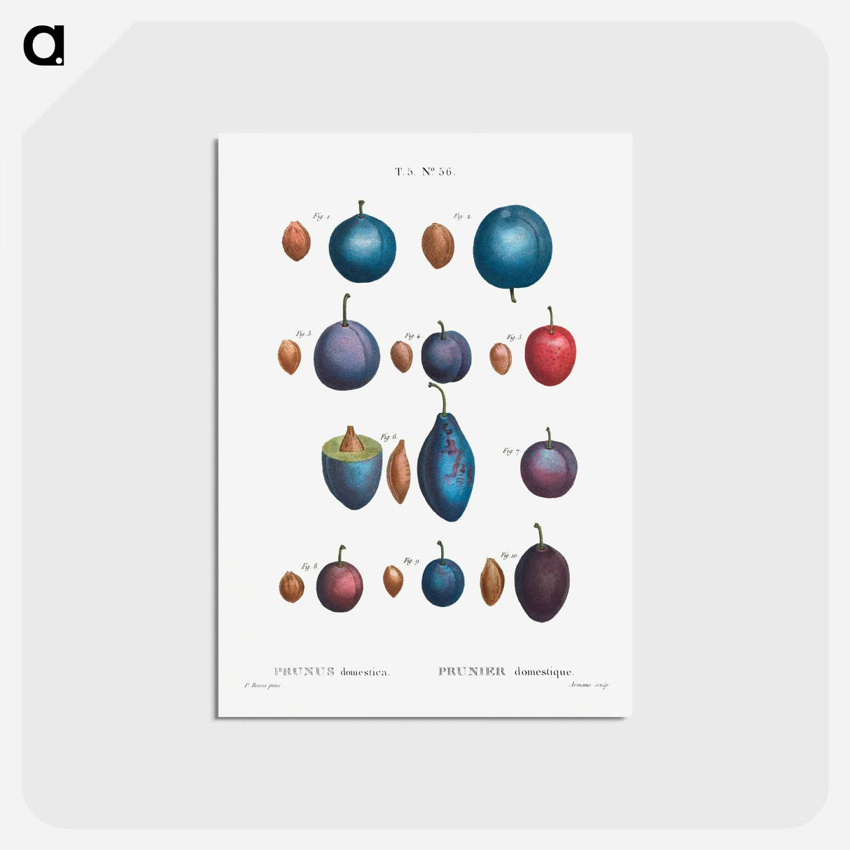 アートポストカード-Common plums, Prunus domestafrom Traité des Arbres et Arbustes que l’on cultive en France en pleine terre - ピエール ジョゼフ ルドゥーテ Postcard.