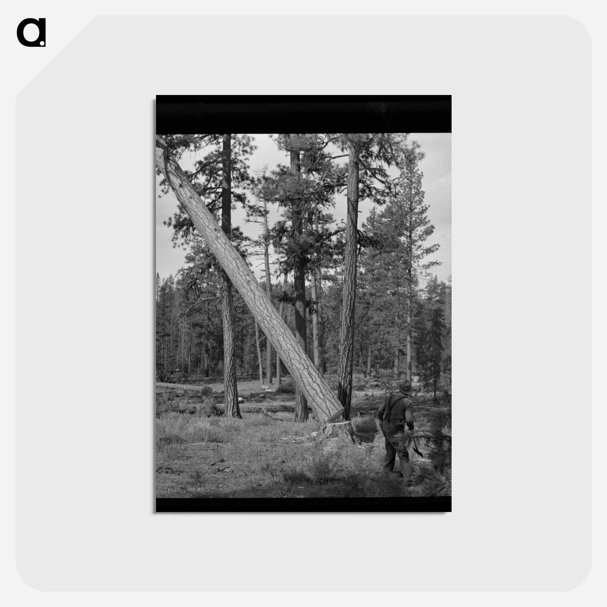 アートポストカード-Malheur National Forest
- ラッセル リー Postcard.