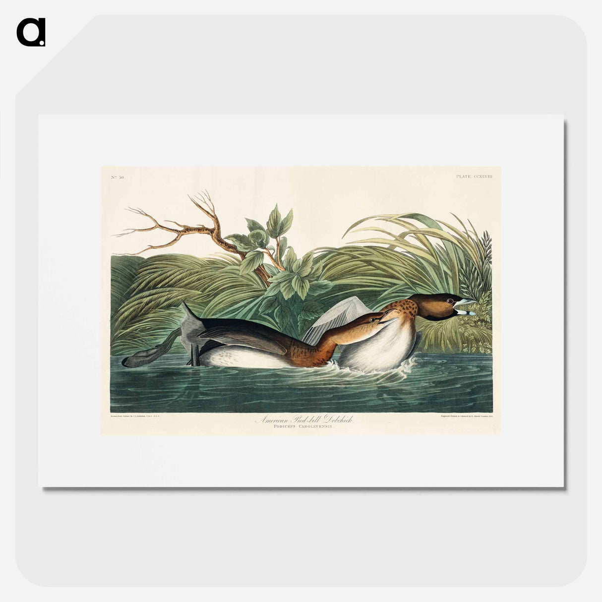 アートポスター-American Pied-billed from Birds of America
- アメリカの鳥たち Poster.