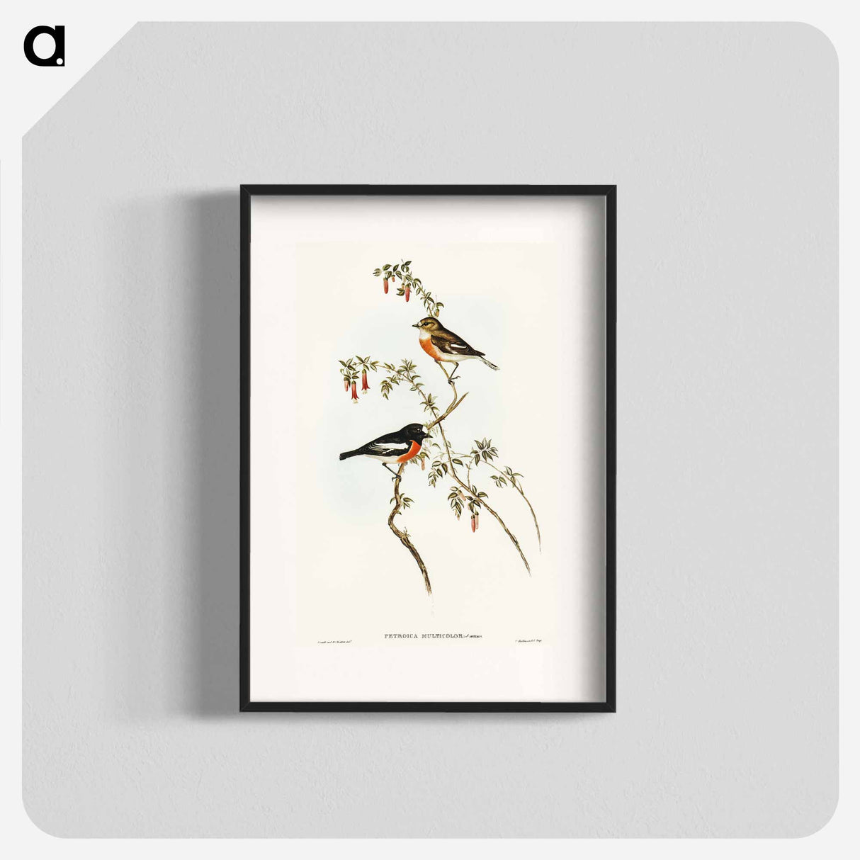 Scarlet-breasted Robin
- オーストラリアの鳥 Poster.