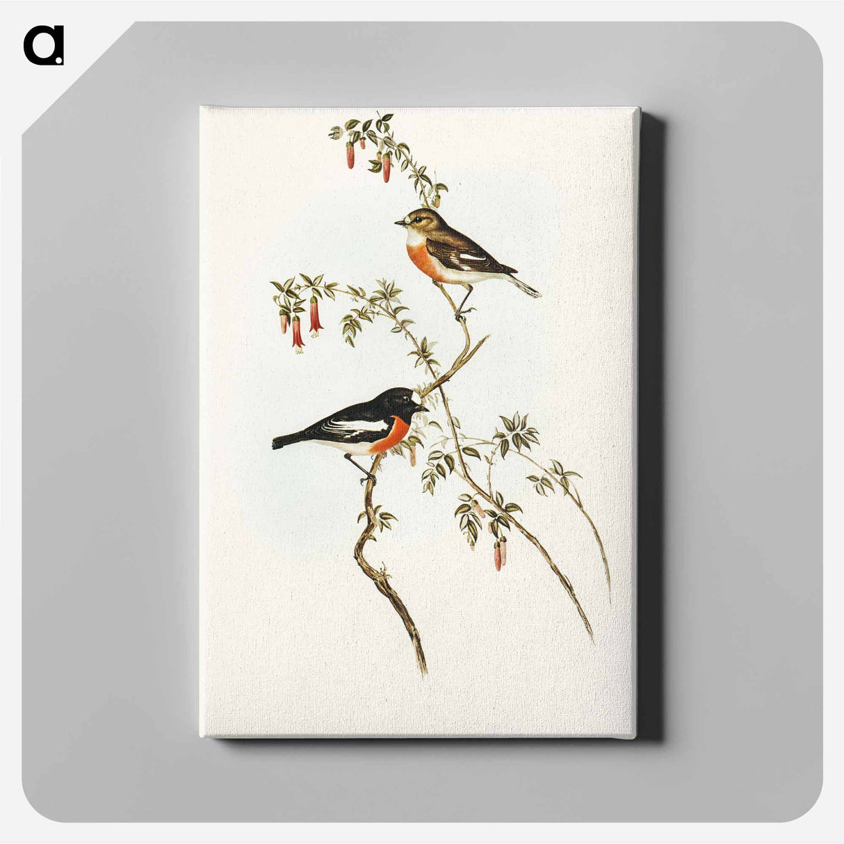 Scarlet-breasted Robin
- オーストラリアの鳥 Canvas.