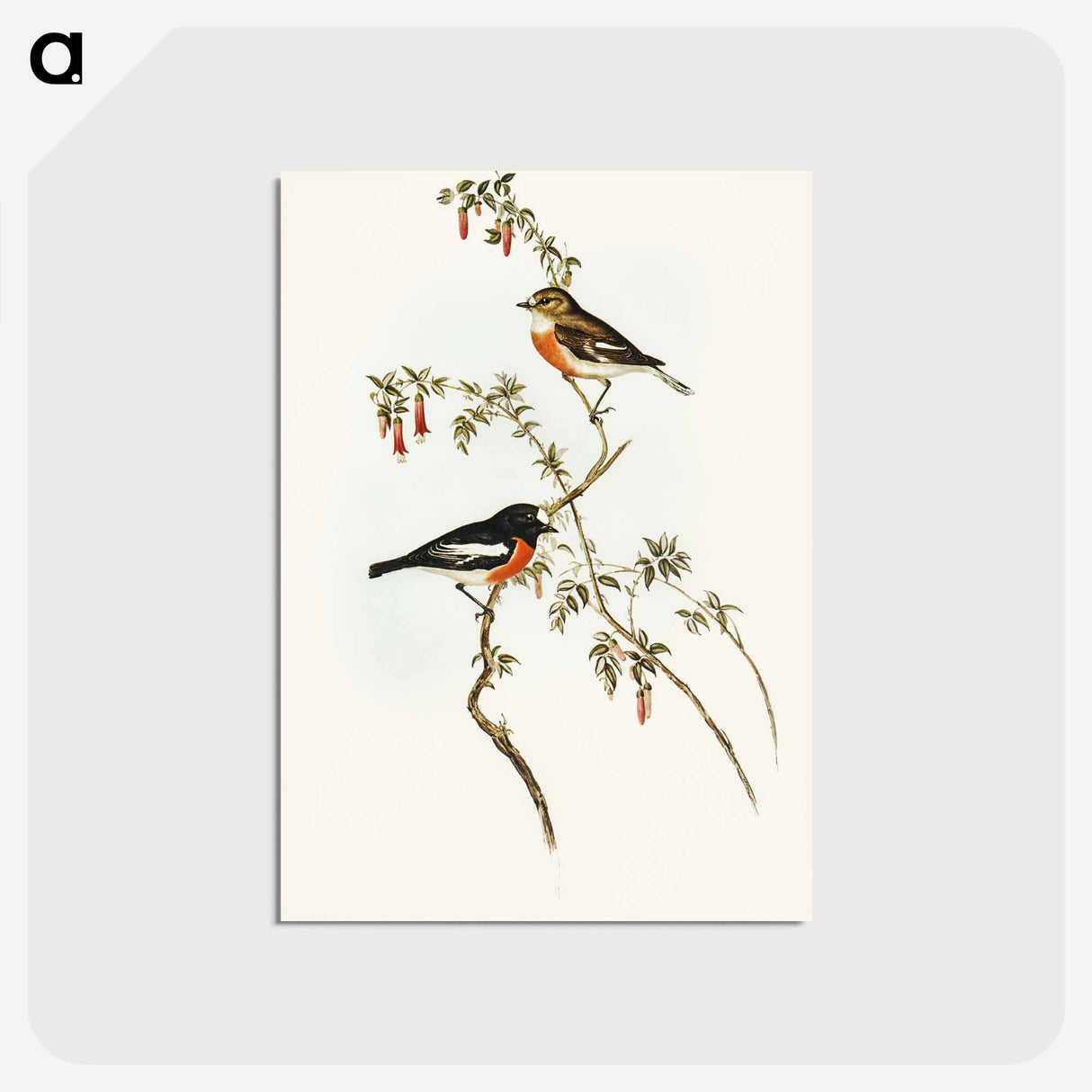 アートポストカード-Scarlet-breasted Robin
- オーストラリアの鳥 Postcard.