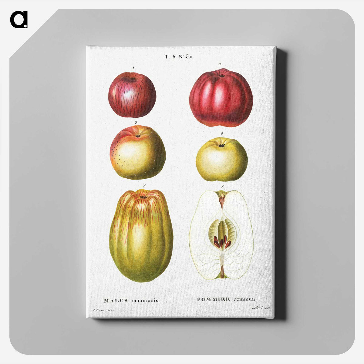 2-94_Treatise-on-Trees-and-Shrubs_canvas