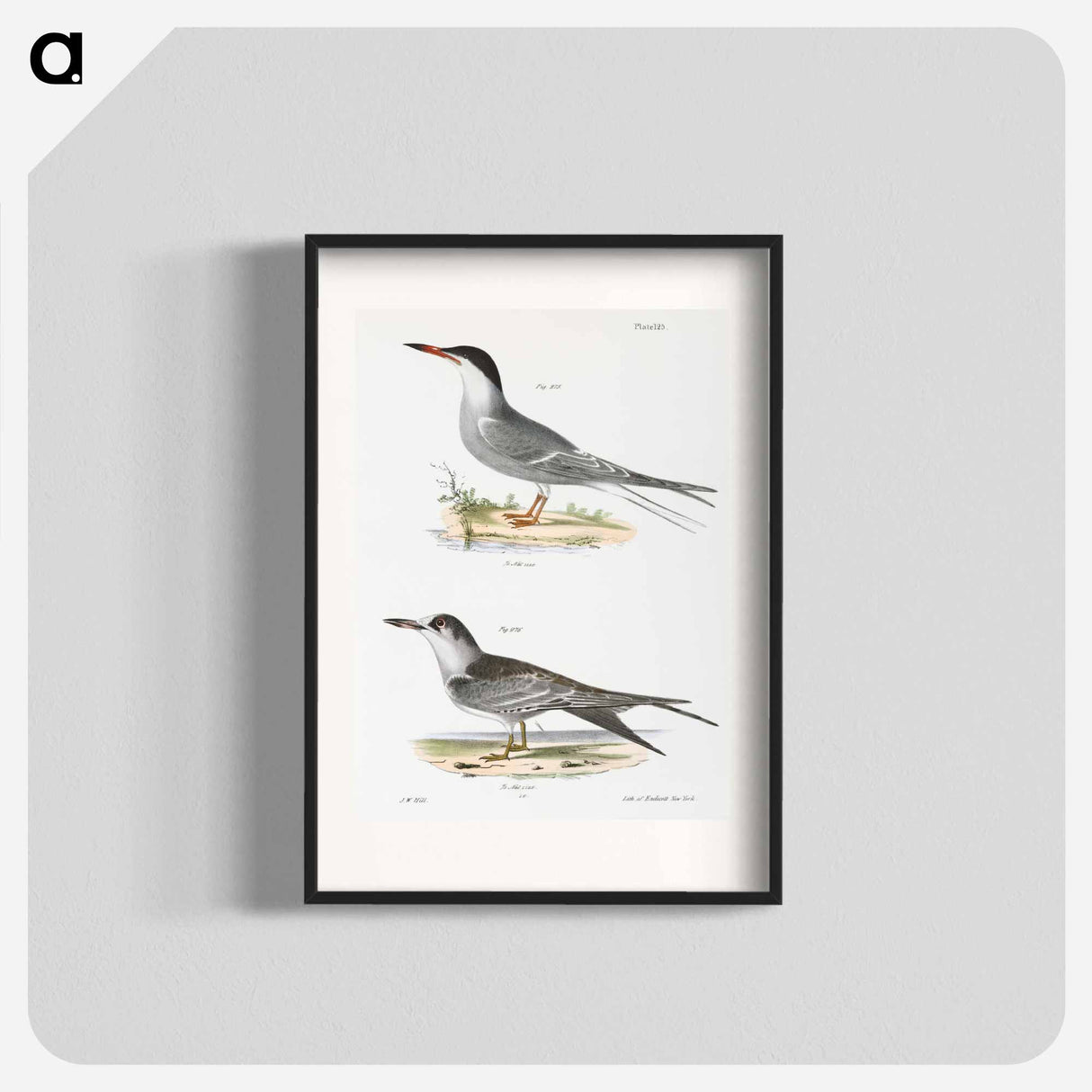 Tern - New York Zoology Poster.