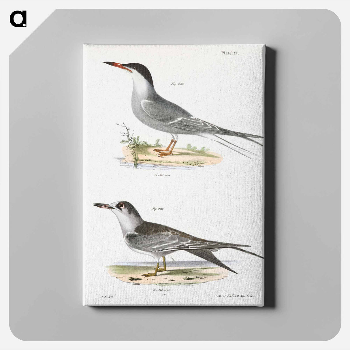 Tern - ニューヨークの動物学 Canvas.