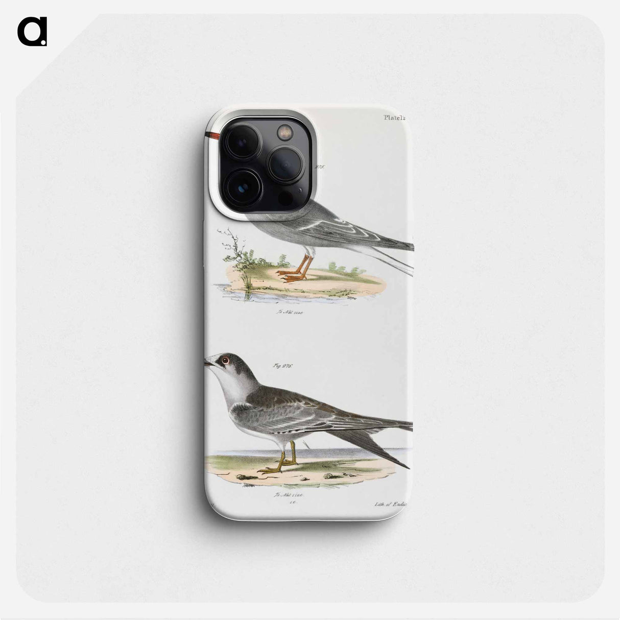 Tern - New York Zoology Phone Case.