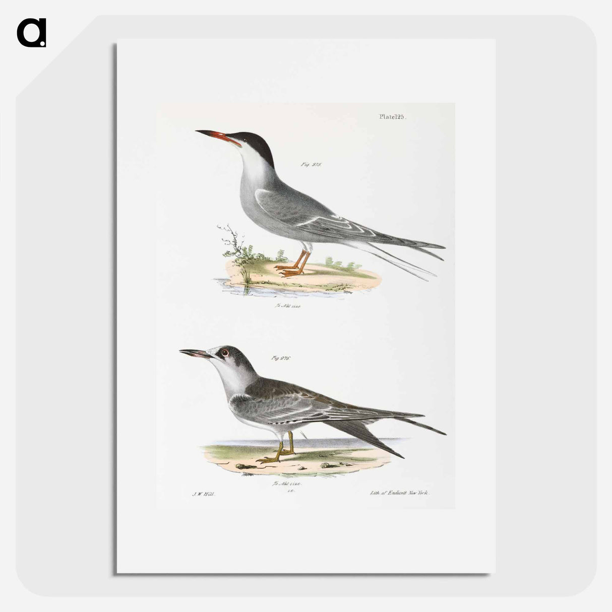 Tern - New York Zoology Poster.