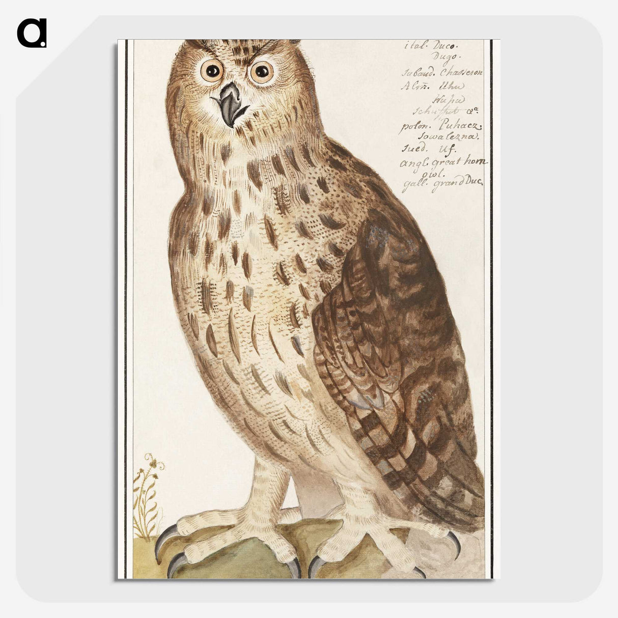 2-95_Anselmus-Boetius-de-Boodt_picture-crop