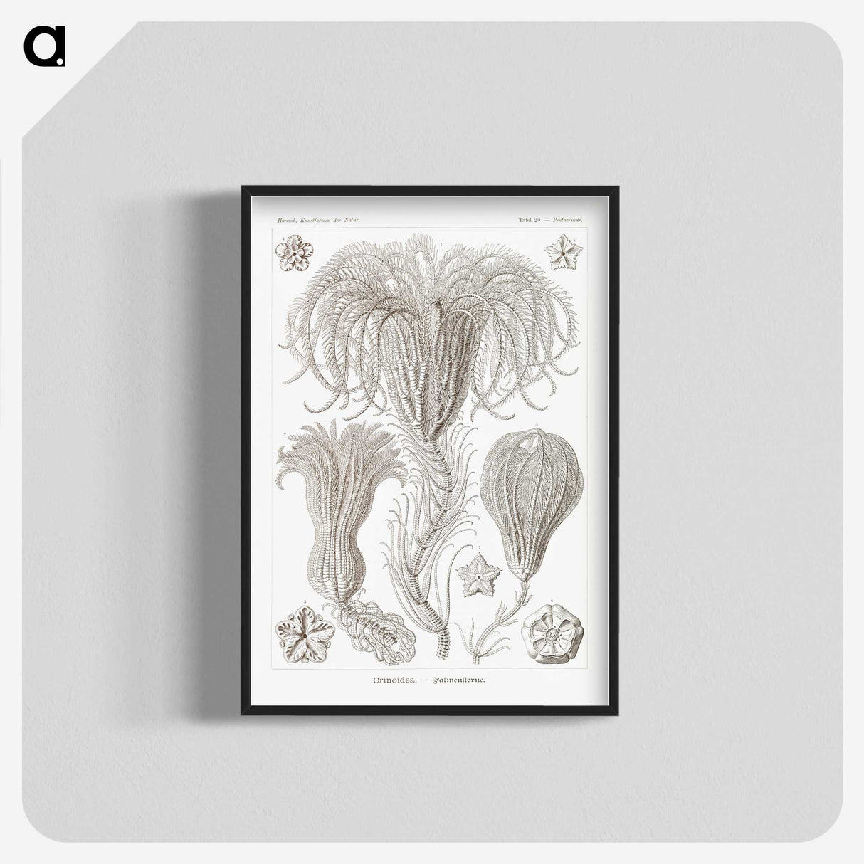 2-95_Ernst-Haeckel_blk-crop