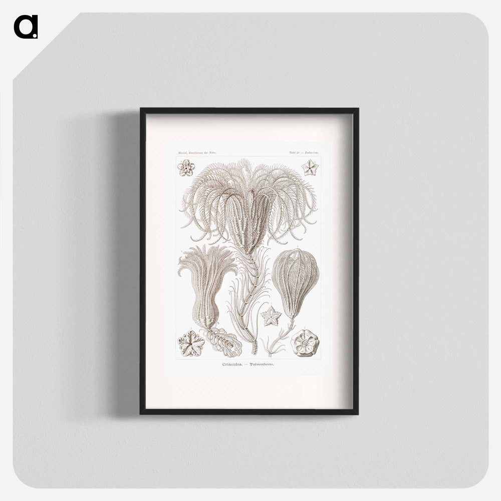 Crinoidea–Palmensterne - エルンスト ヘッケル Poster.